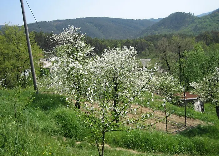 Casalino *