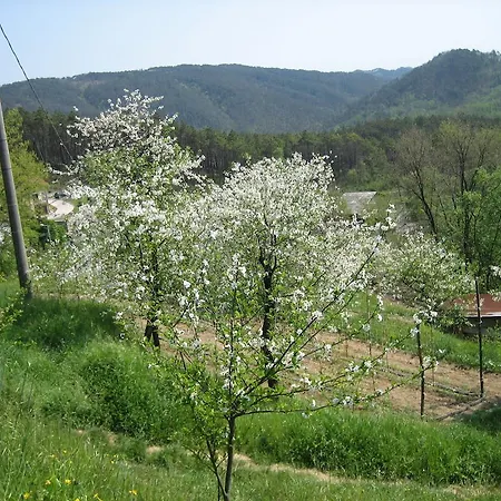 Casalino *